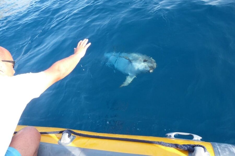 Golfo Aranci: Eco-Friendly Dolphin Watching Boat Trip - The Eco-Friendly Side, Without the Slogans