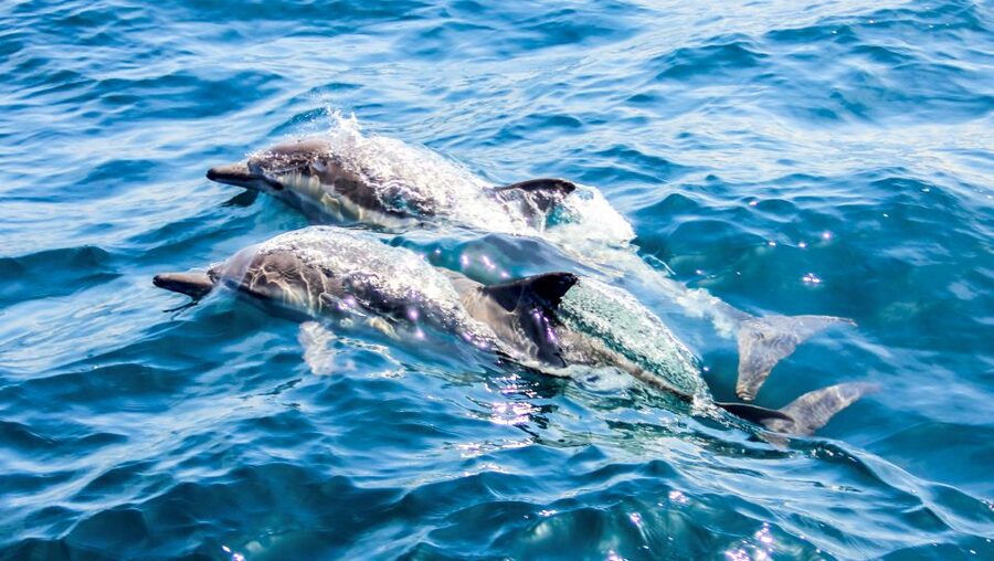 Heraklion: Dia Island Sailboat Cruise with Swimming and Meal - Choosing between the morning and afternoon sailing