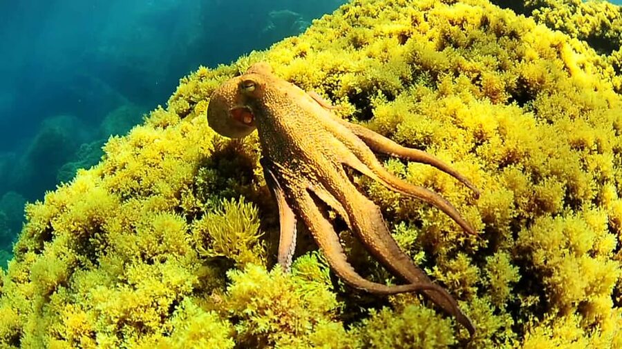 Ibiza: Snorkeling and SUP Paddle, Beach and Cave Boat Tour - Key points to know before booking