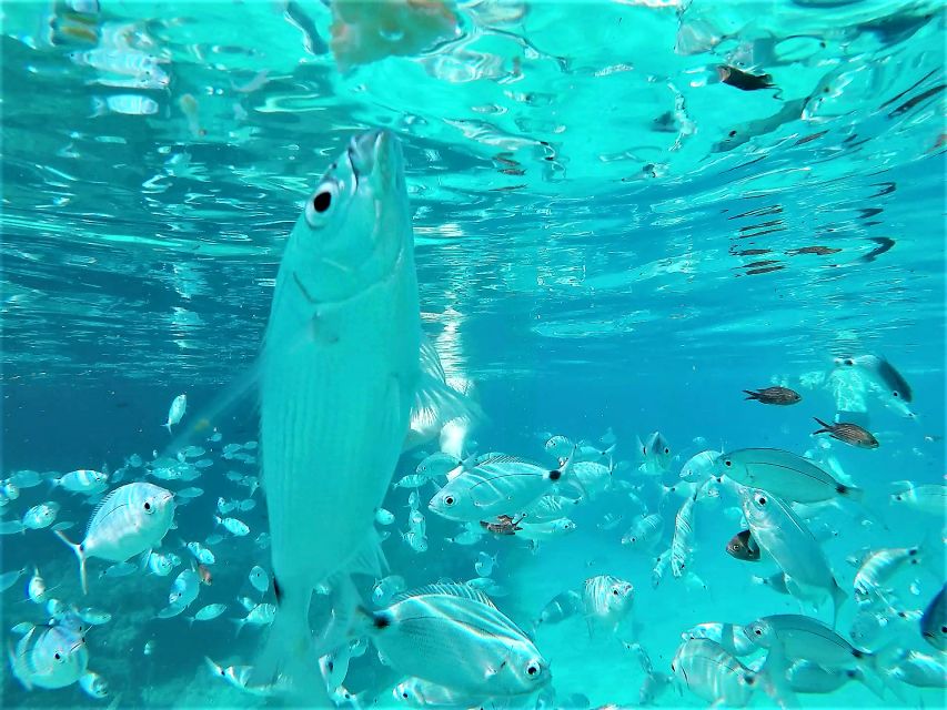 Ibiza: Snorkeling and SUP Paddle, Beach and Cave Boat Tour - Cala Comte: clear water and a good first swim