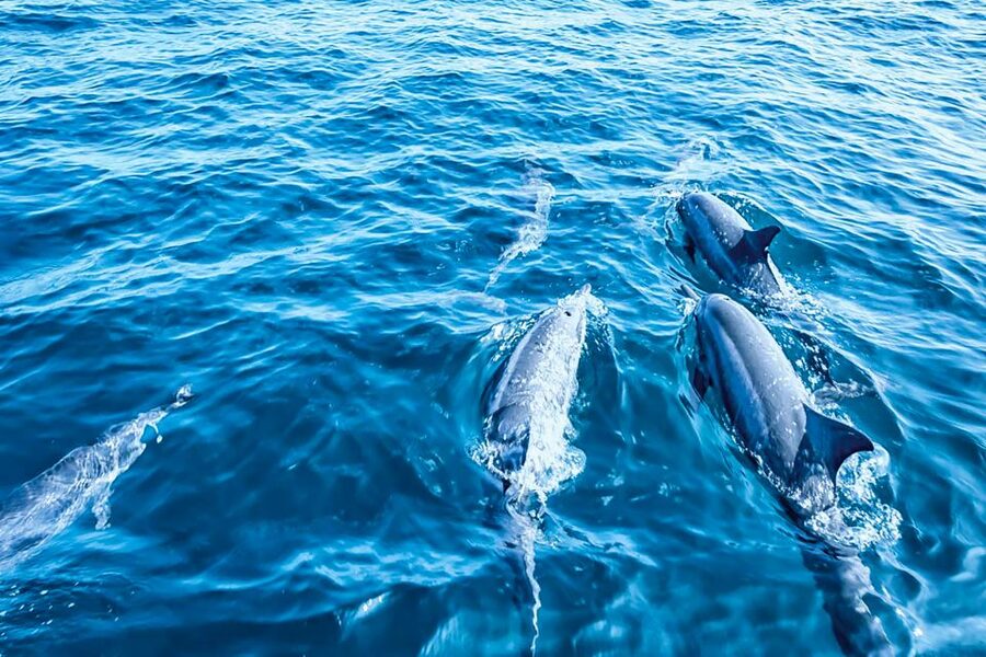 Mallorca: Dolphin Watching Cruise - What to bring and how to prepare