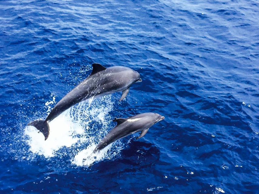 Mallorca: Dolphin Watching Cruise - The glass-bottom deck and underwater views