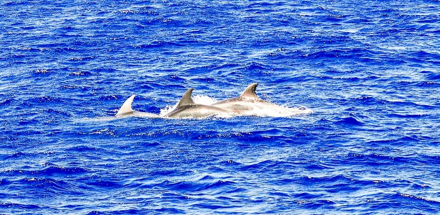 Mallorca: Dolphin Watching Cruise - What the $54 price delivers