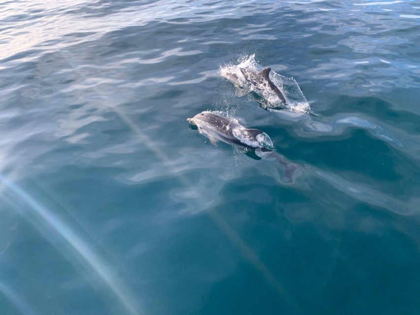 Marbella: Sailing & Dolphin Watching with Snacks and Drinks - What the price includes at $71