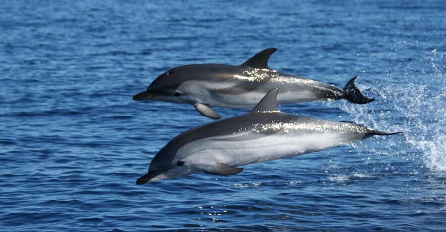 Olbia: Dolphin Watching & Snorkeling Boat Tour near Figarolo - Key points at a glance