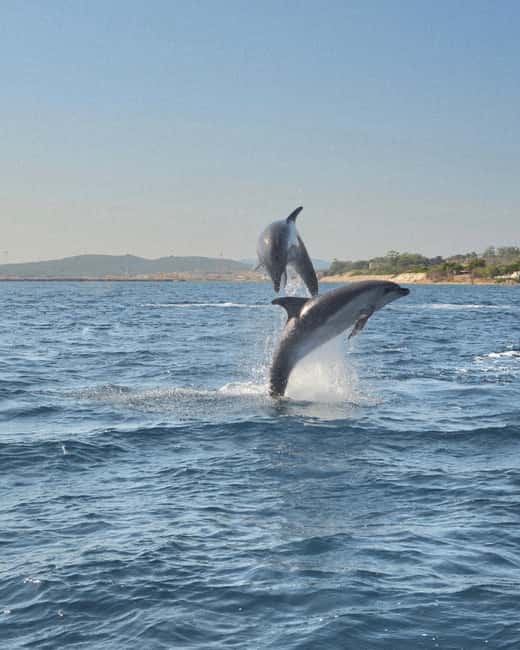 Olbia: Dolphin Watching & Snorkeling Boat Tour near Figarolo - A dolphin trip with more than one main event