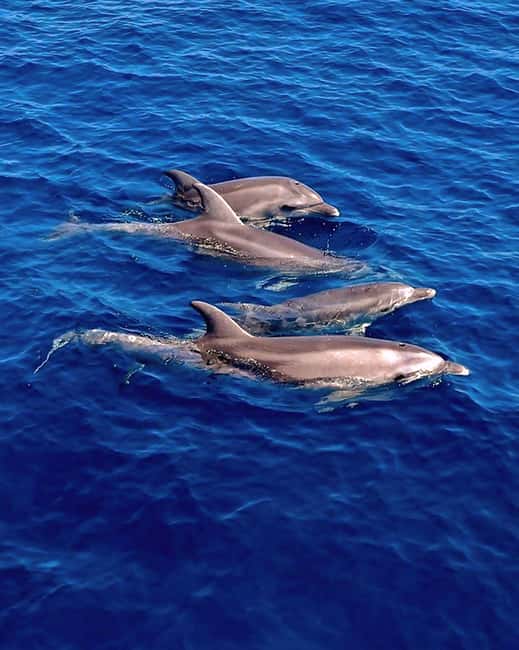 Olbia: Dolphin Watching & Snorkeling Boat Tour near Figarolo - Searching for dolphins at Capo Figari