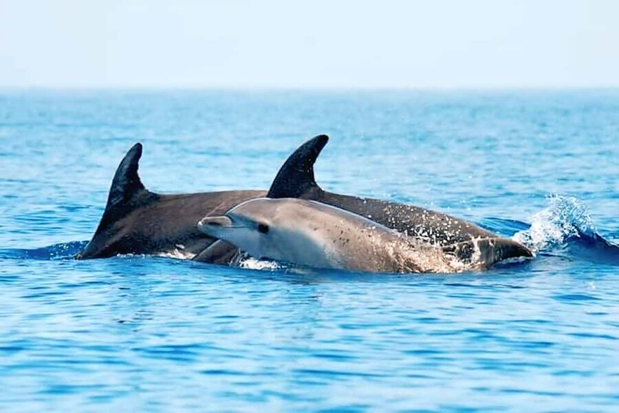 Olbia: Dolphin Watching & Snorkeling Boat Tour near Figarolo - Cala Moresca, swimming, and the Sardinian snack break