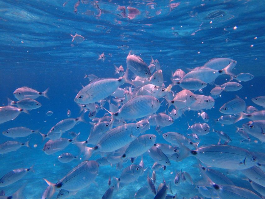 Olbia: Dolphin Watching & Snorkeling Boat Tour near Figarolo - Isola della Bocca and the return to the marina