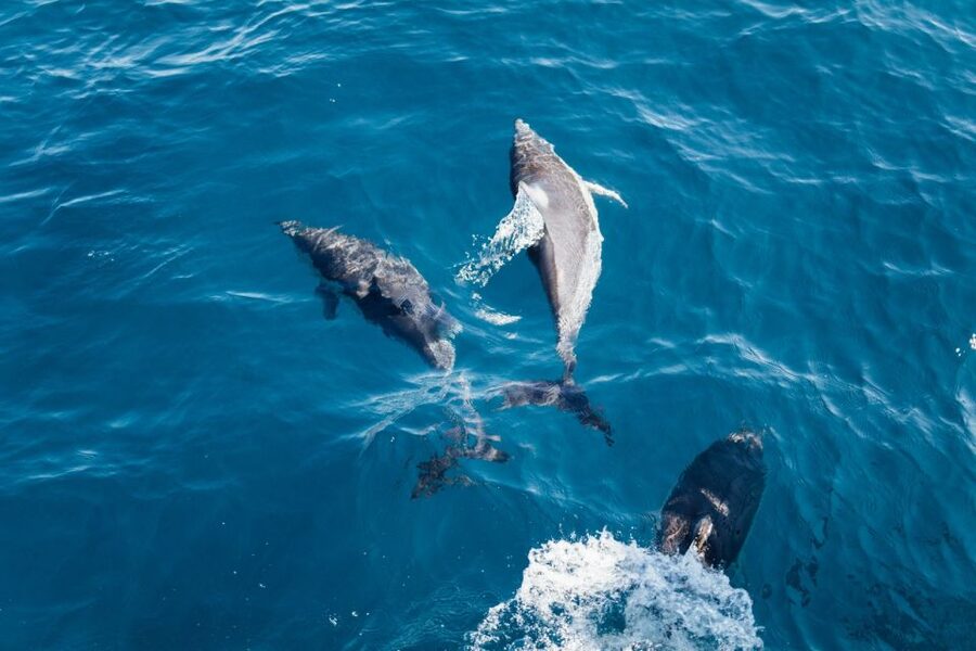 Olbia: Dolphin Watching & Snorkeling Boat Tour near Figarolo - Who should book this boat trip