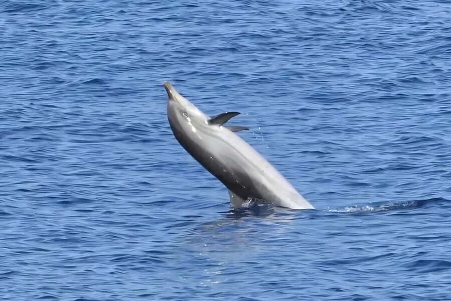 Olbia: Dolphin Watching & Snorkeling Boat Tour near Figarolo - Should you book the Figarolo dolphin tour?