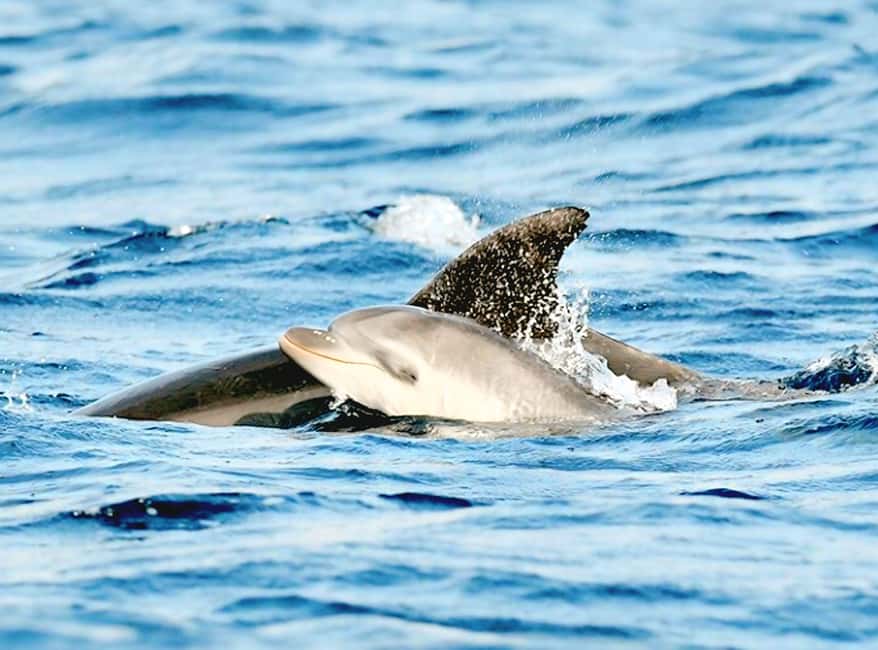 Olbia: Dolphin Watching & Snorkeling Boat Tour near Figarolo - Leaving Olbia for Figarolo Island