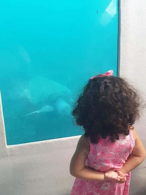 Paphos: Sunset Cruise, Turtle Watching, & Unlimited Drinks - The 30-minute ride through Paphos underwater