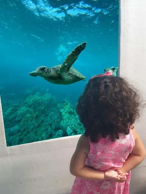Paphos: Swim Cruise with Turtle Watching, Drinks & Aperol - The Vera K shipwreck through the glass cabin