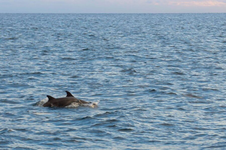 Poreč: Evening Boat Trip to Discover Dolphins - Sunset turns the return ride into its own highlight