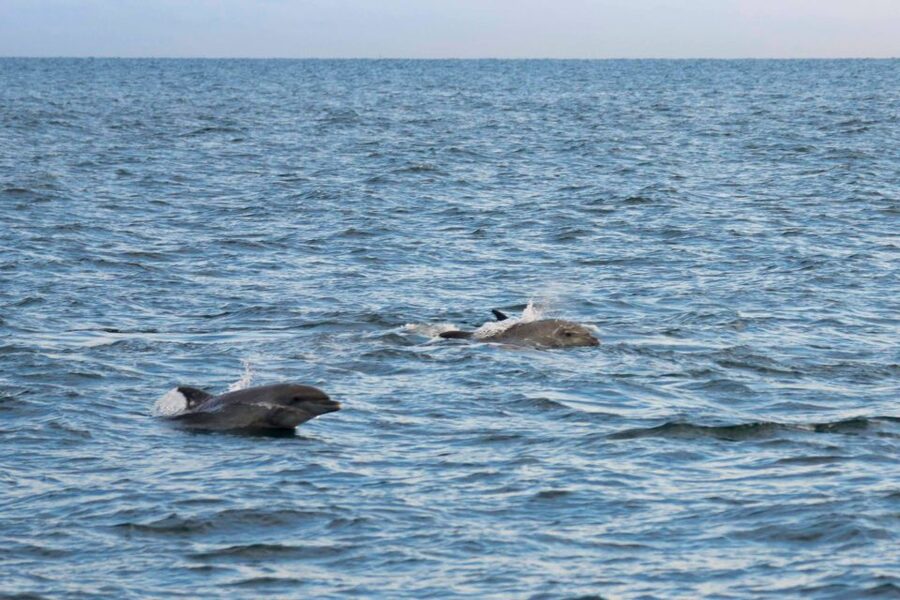 Poreč: Evening Boat Trip to Discover Dolphins - Should you book the Poreč dolphin cruise?
