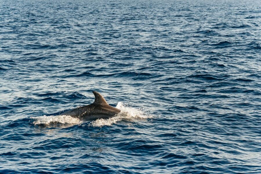 Port d'Alcudia: Sunrise at Sea & Dolphin Watching Boat Tour - Should you book the Alcudia sunrise dolphin tour?