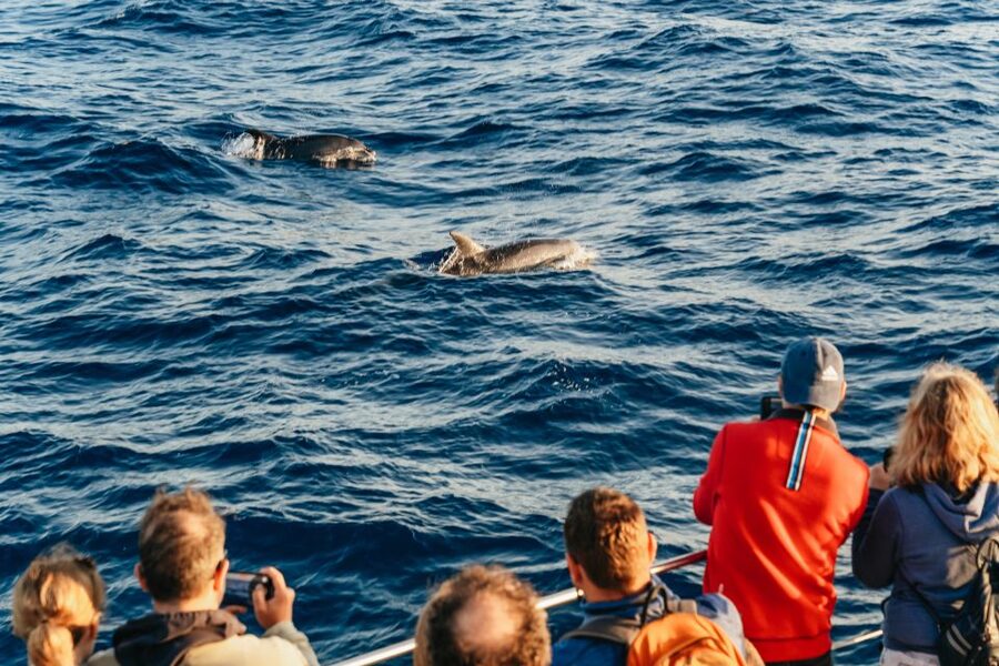 Port d'Alcudia: Sunrise at Sea & Dolphin Watching Boat Tour - Comfort, sea conditions, and the crowded-boat question