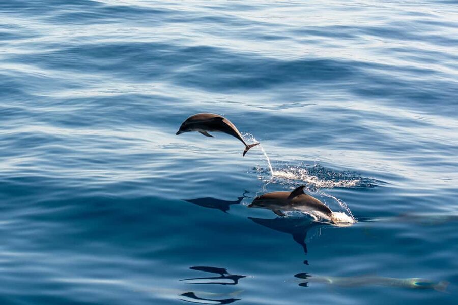 Pula: Dolphin&Sunset Cruise in Brijuni with Dinner&Drinks - Key points to know before you book