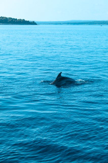 Pula: Dolphin&Sunset Cruise in Brijuni with Dinner&Drinks - Why this Pula sunset cruise works so well