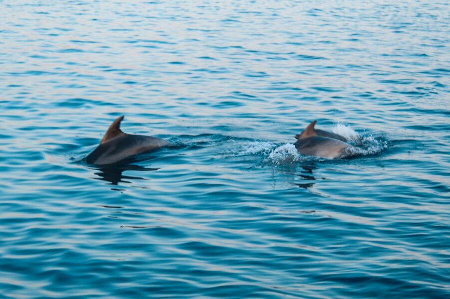 Pula: Dolphin&Sunset Cruise in Brijuni with Dinner&Drinks - Is $64 a fair price?