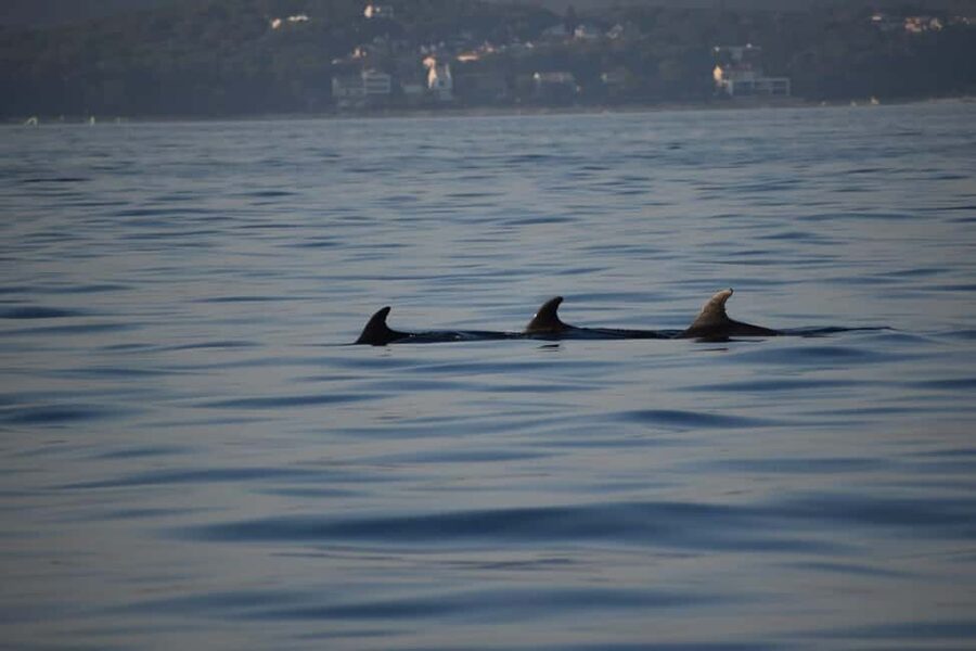 Rovinj: Sunset & dolphin group tours with Catamaran - Dolphin watching without the crowded-boat feeling