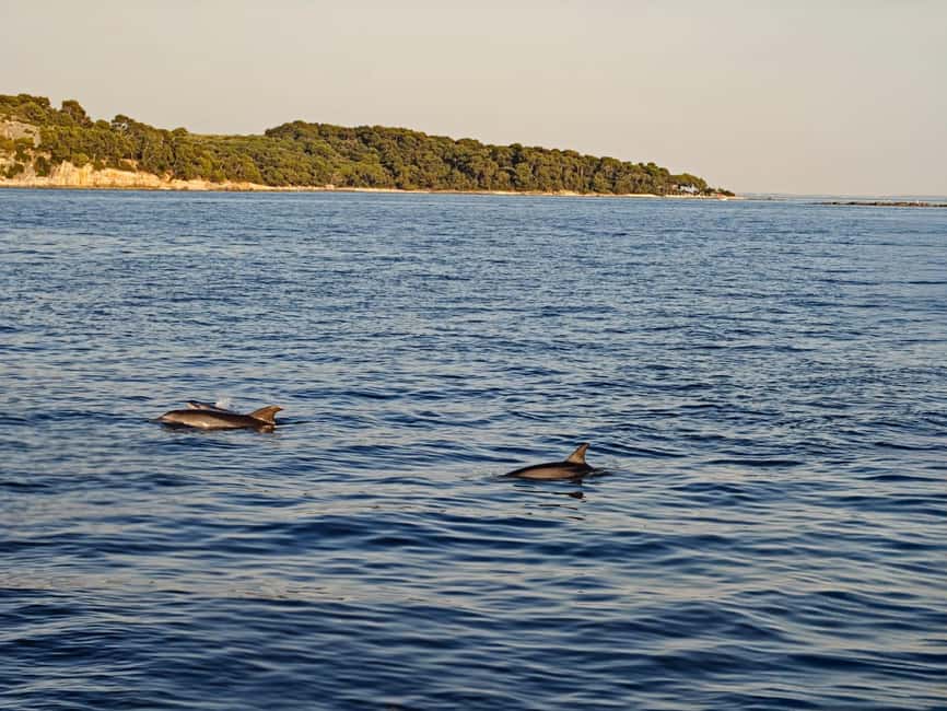 Rovinj: Sunset & dolphin group tours with Catamaran - Is $41 a fair price?
