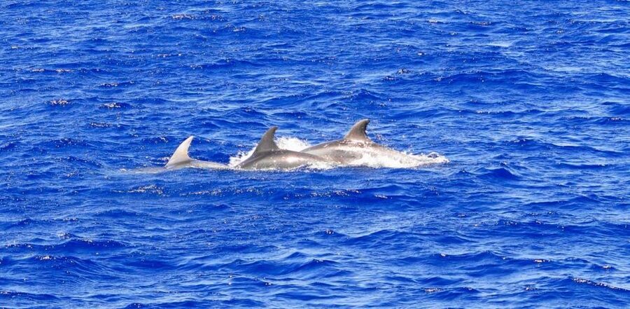 Santa Ponsa: Dolphin Watching Cruise - Leaving Playa de Santa Ponsa for Calvia Bay