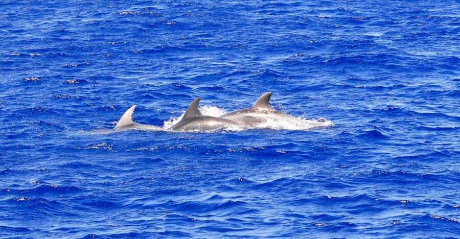 Santa Ponsa: Dolphin Watching Cruise - What the boat is like during the cruise