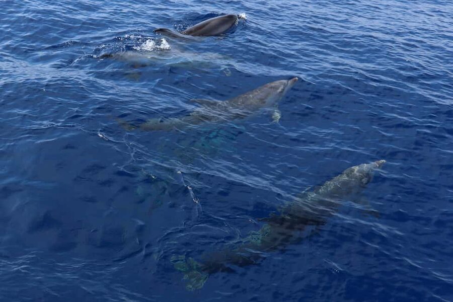 Santa Ponsa: Dolphin Watching Cruise - Choosing between the 1.5-hour and longer departures