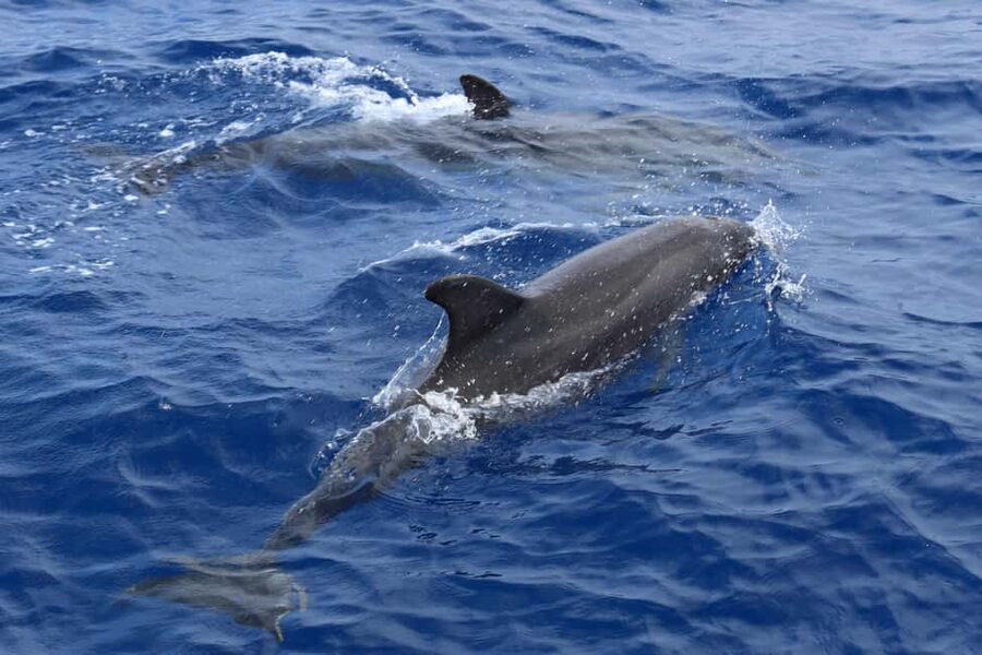 Santa Ponsa: Dolphin Watching Cruise - Swimming from the boat in a quiet cove