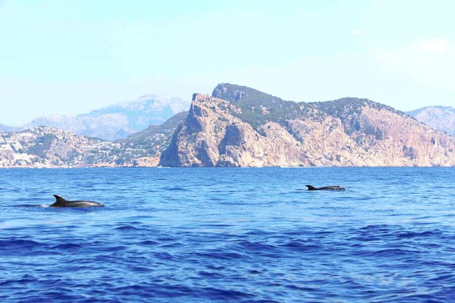 Santa Ponsa: Dolphin Watching Cruise - Is the $41 price good value?
