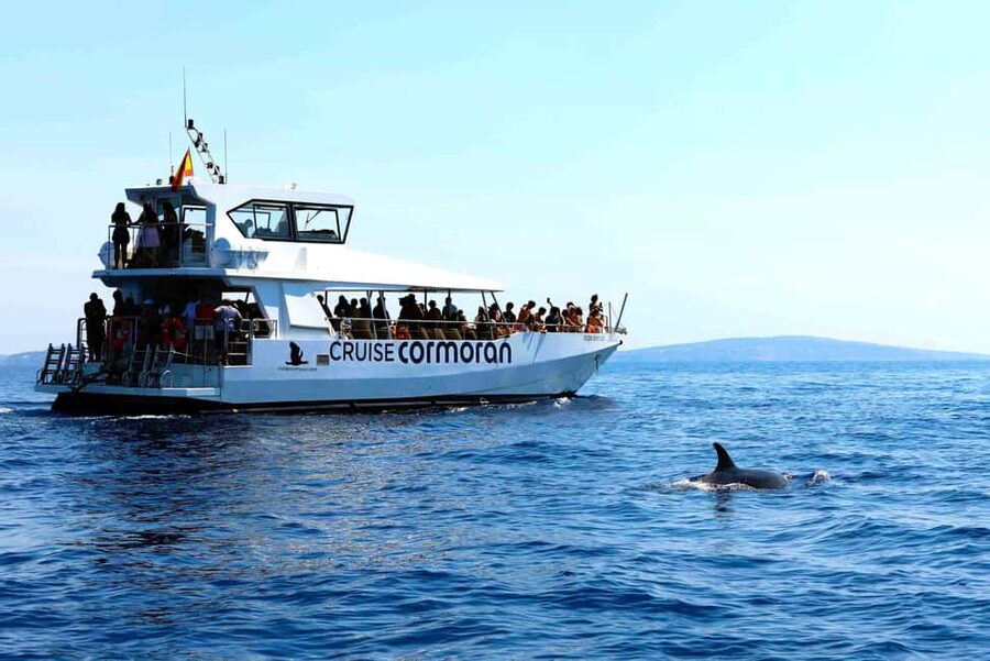 Santa Ponsa: Dolphin Watching Cruise - Who will enjoy this cruise most?
