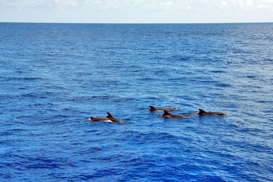 Santa Ponsa: Dolphin Watching Cruise - Searching for dolphins in the open sea