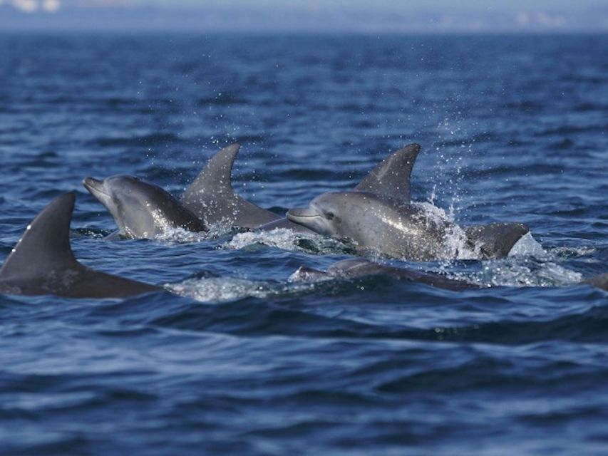 Side: Dolphin Island Boat Tour w/ Lunch & Foam Party - What the $30 price really covers
