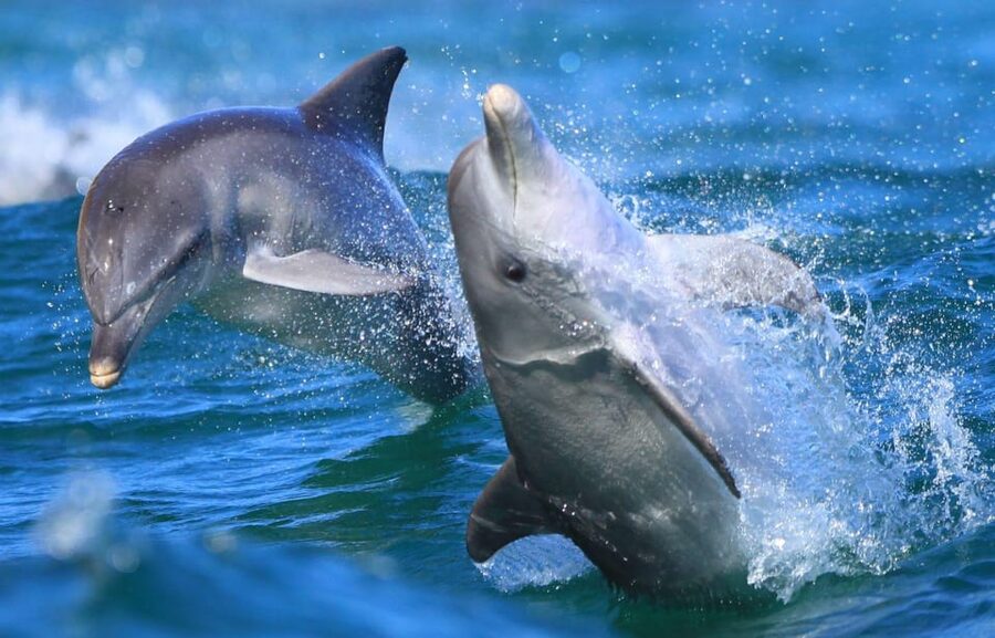 Side: Dolphin Island Boat Trip with Lunch & Unlimited Drinks - Music, foam, and the family atmosphere