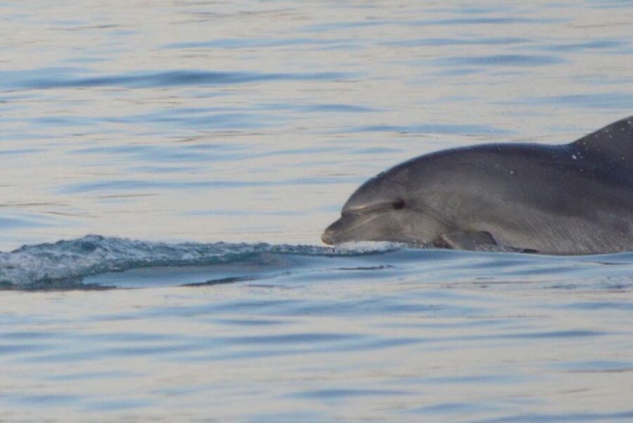 Vrsar: Dolphin Watching Boat Tour including Drinks - Key points to know before you go