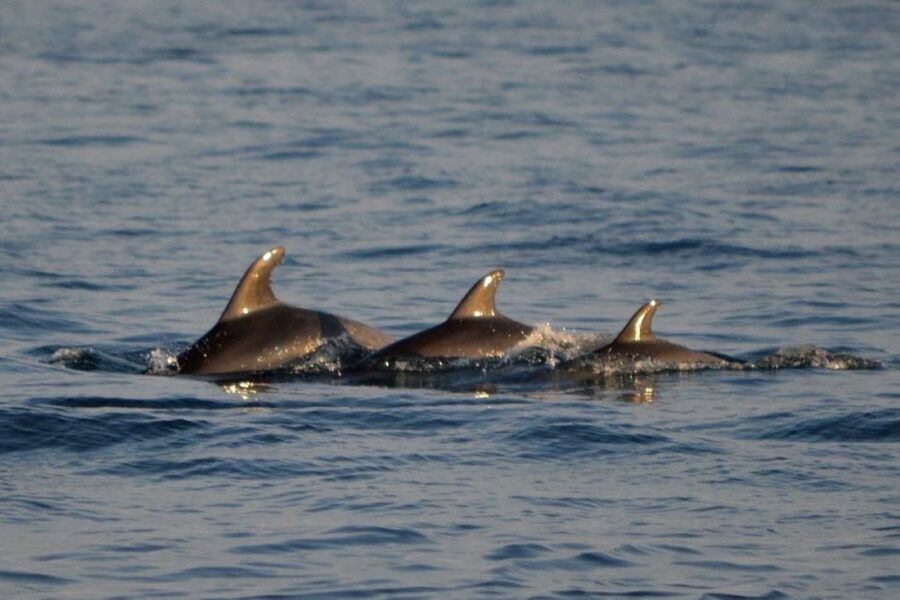 Vrsar: Dolphin Watching Boat Tour including Drinks - Drinks, deck time, and the small details