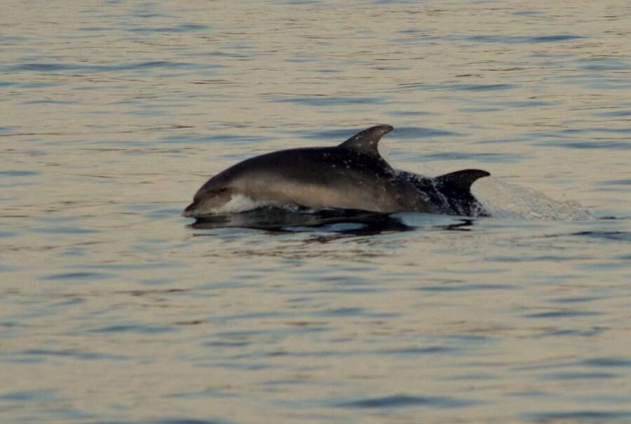 Vrsar: Dolphin Watching Boat Tour including Drinks - Languages, booking flexibility, and meeting-point advice