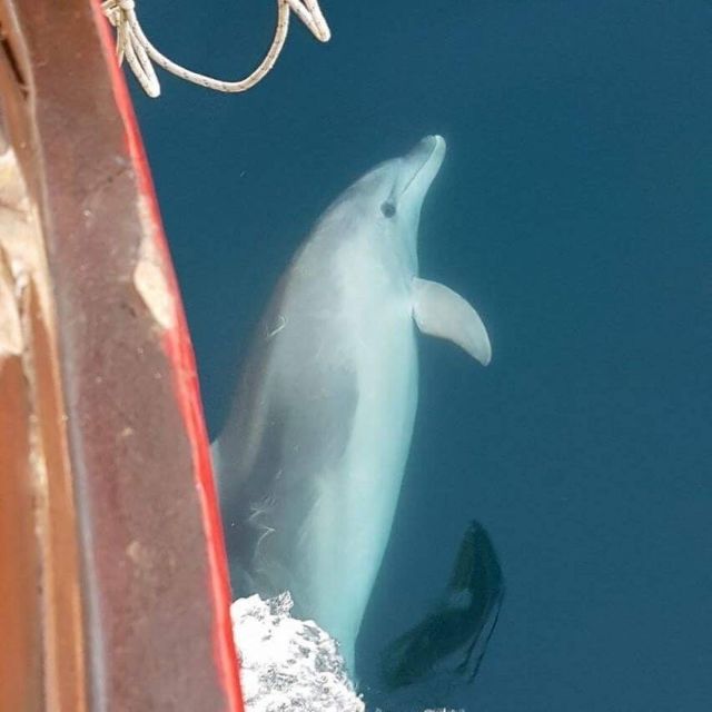 Vrsar: Dolphin Watching Boat Tour including Drinks - What the two-hour route feels like