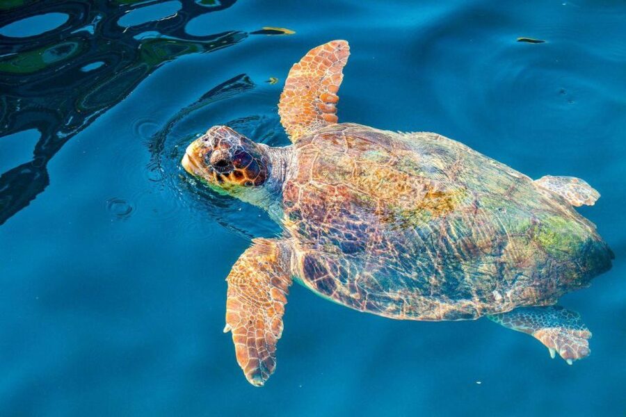 Zakynthos: Turtle Island & Keri Caves Glass-Bottom Boat Tour - What this Zakynthos boat trip actually offers