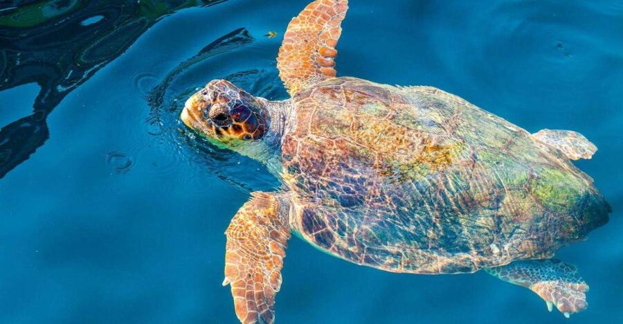 Zakynthos: Turtle Island & Keri Caves Glass-Bottom Boat Tour - Who should book this tour?