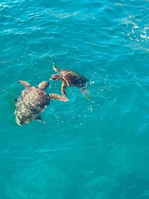 Zakynthos: Turtle Spotting Cruise with Glass-Bottom Boat - Quick points to know