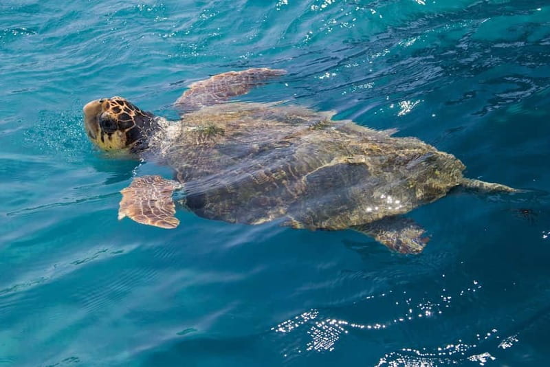 Zakynthos: Turtle Spotting Cruise with Glass-Bottom Boat - A three-hour route built around turtles and swimming