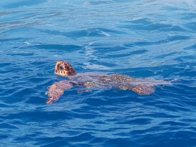 Zakynthos: Turtle Spotting Cruise with Glass-Bottom Boat - Who should book this cruise
